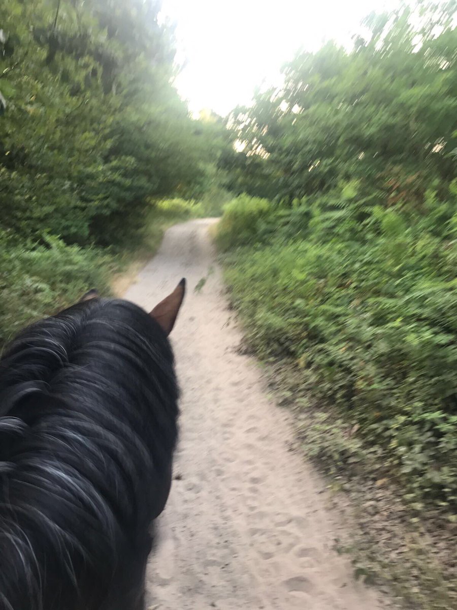 NilsVilainRider's tweet photo. Petite balade dans la forêt de Bois le Roi, avant de rejoindre Fontainebleau pour les #MasterProFFE !
Rendez-vous à 17h45 pour la chasse 🤞🏼 https://t.co/DiWFBaQgbp