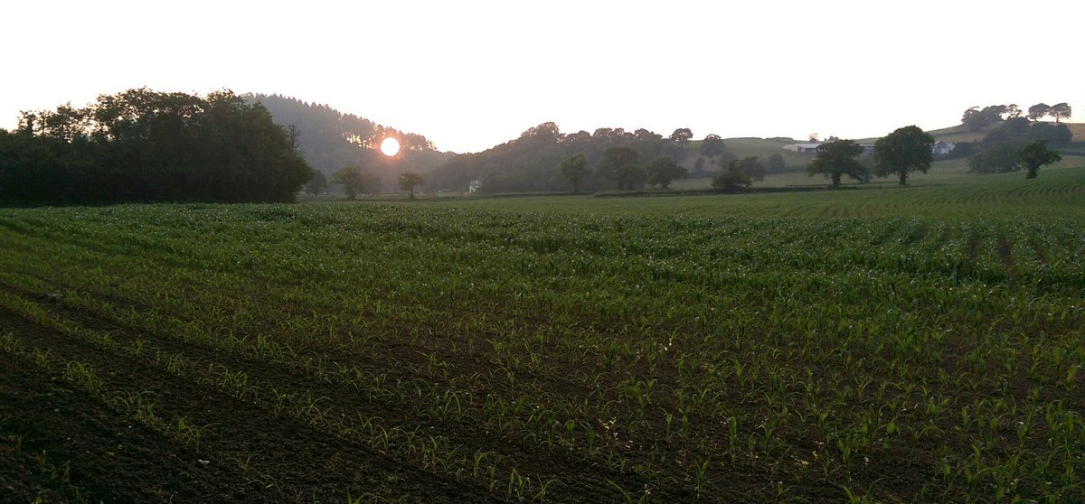 walkswithjo's tweet photo. The hottest June day for 41 years &amp; midsummer's day. Celebrated w/one of my favourite evening walks with colleagues: Newton Abbot - Denbury. https://t.co/5O2iJKpJp6