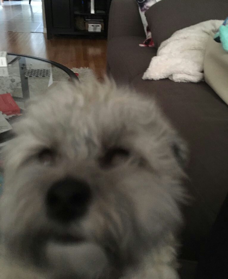 CRosa86's tweet photo. @dog_rates Charlie: "What this is?"
#NationalSelfieDay https://t.co/VvVU3SaBfo