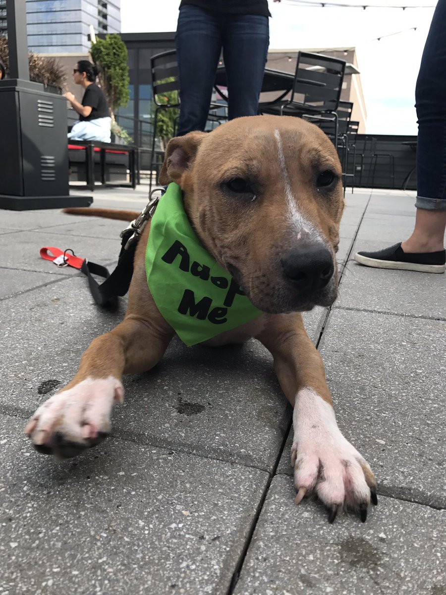 joesonweedst's tweet photo. Thanks @PeaceForPits for coming out tonight! We'd love to have you &amp; the adorable, available pups back any time! #AdoptDontShop https://t.co/zzXQ0aU2s3