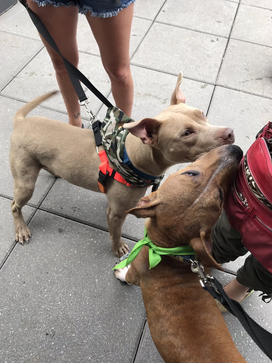 joesonweedst's tweet photo. Thanks @PeaceForPits for coming out tonight! We'd love to have you &amp; the adorable, available pups back any time! #AdoptDontShop https://t.co/zzXQ0aU2s3