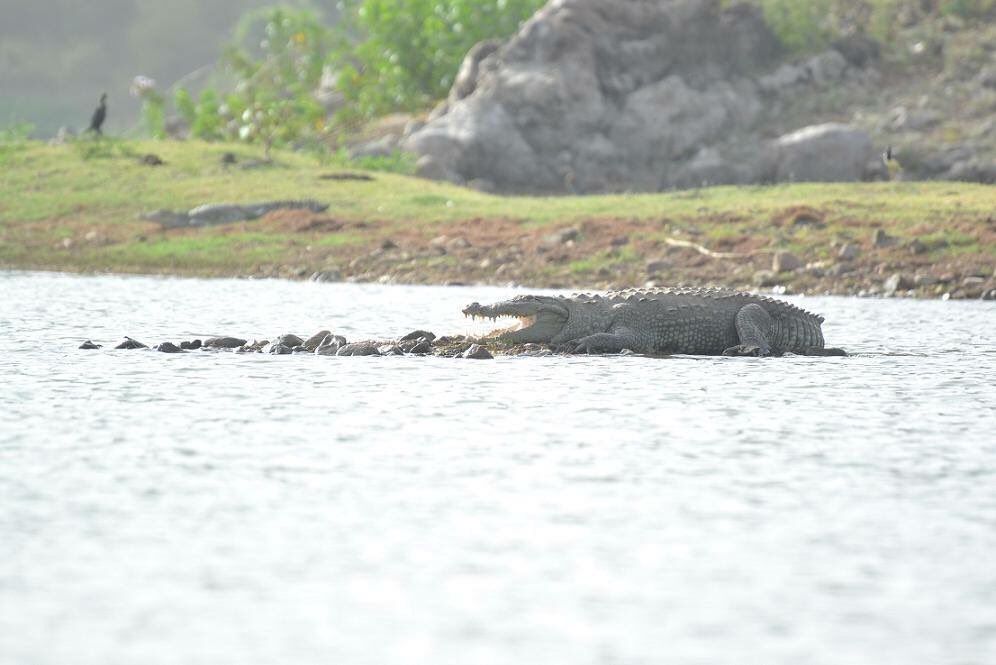 fortdadhikar's tweet photo. When winters approach, #SiliserhLake will become an ideal spot for #crocodile watching  #Reptiles #WildlifePhotography  #SariskaNationalPark https://t.co/bKfUOTDW8x