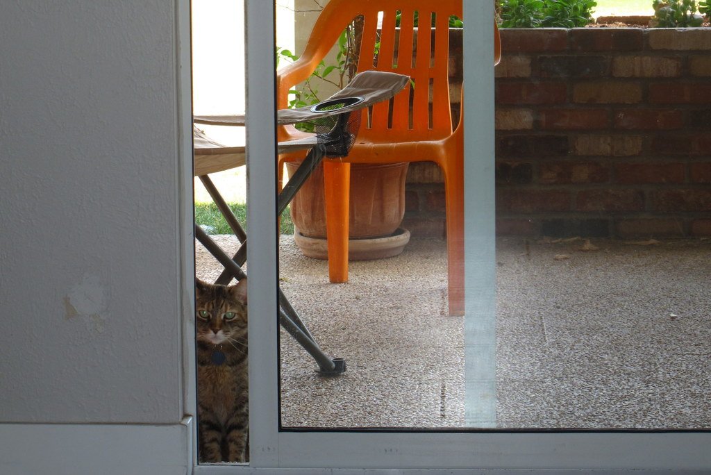 Cute_and_Food's tweet photo. "Hi, I'm Emerald. Despite yesterday's 120 degree temps, I still begged to go outside just so I could sit here and stare inside." via #catpi… https://t.co/lJZrsUcobC