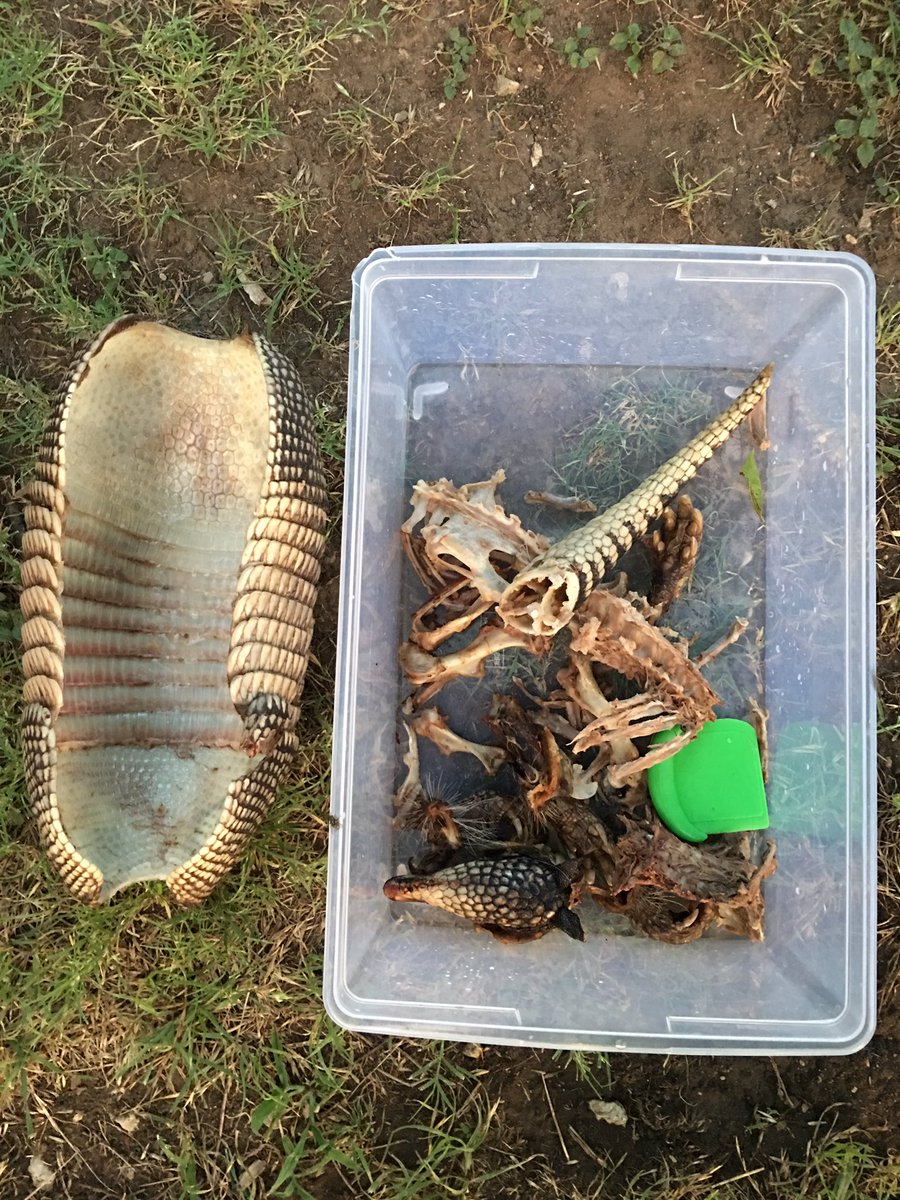 Roadkill Armadillo + 90 minutes in an old microwave = skeleton 4 science class! #Osteology #Biology #Scitlap #txeduchat #RealScience #Tschb