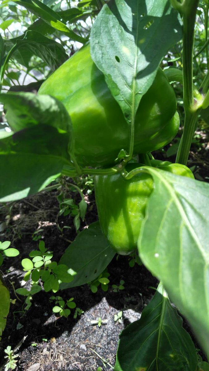 Drewhasagarden's tweet photo. My peppers showing out in the sun #herbs #drewhasagarden #igrewthem #orlando #peppers #produce #mybackyard #myproduce #veggies https://t.co/ZnEW36flBj