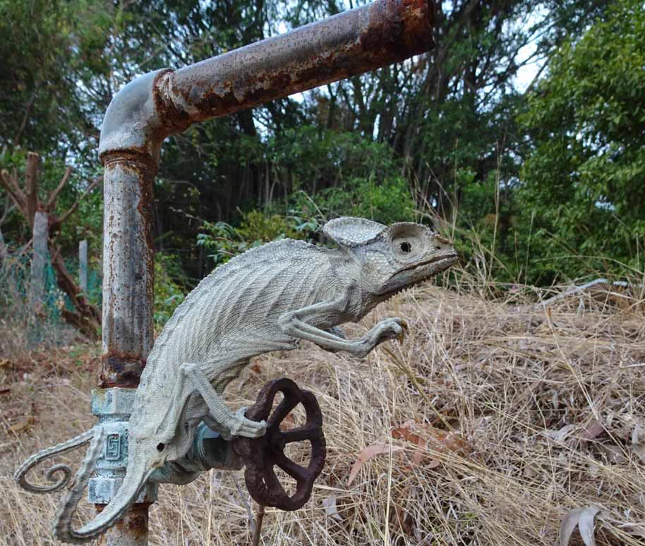 水が出るまで待っていたのか・・・インドで水を飲む姿勢でミイラ化したカメレオンが切ない・・・