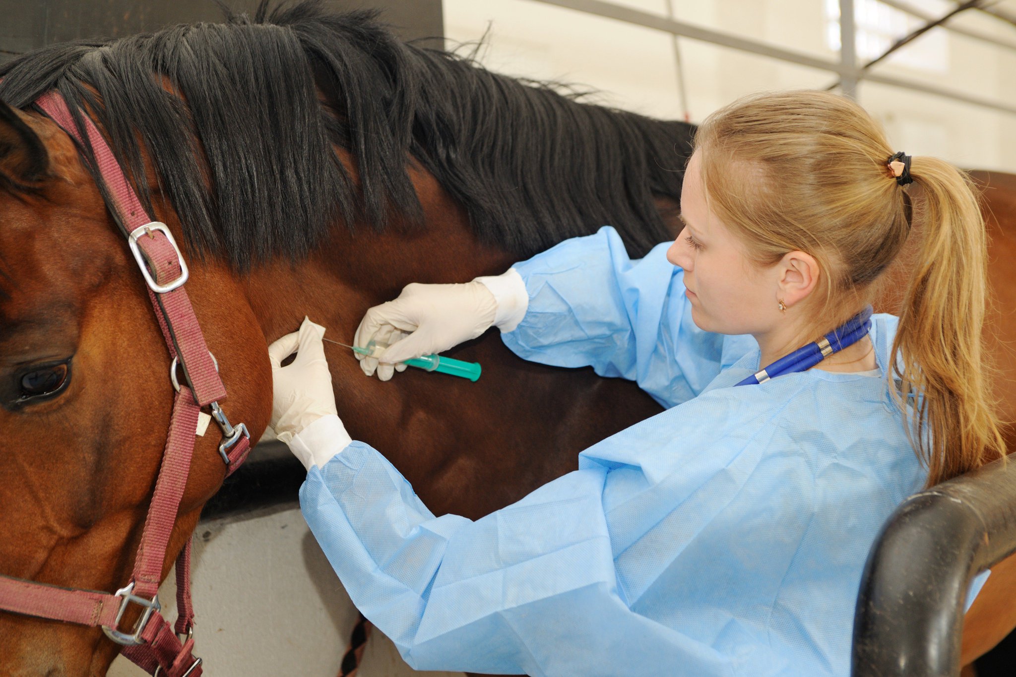 How Much Are Horse Vaccinations Per Year