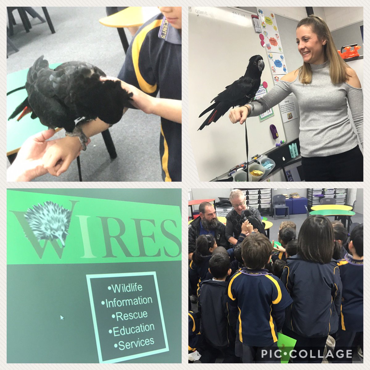 STVashfield's tweet photo. Meg and Ed from WIRES visited S1V today. We got to meet Mithra the gorgeous black cockatoo too! @WIRES_NSW https://t.co/2bZJIKPVDK