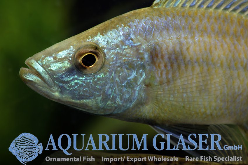 aquariumglaser's tweet photo. #dimidiochromis #strigatus 
find more details and pics @ https://t.co/kgExUnMeDk https://t.co/0W2l48Z201