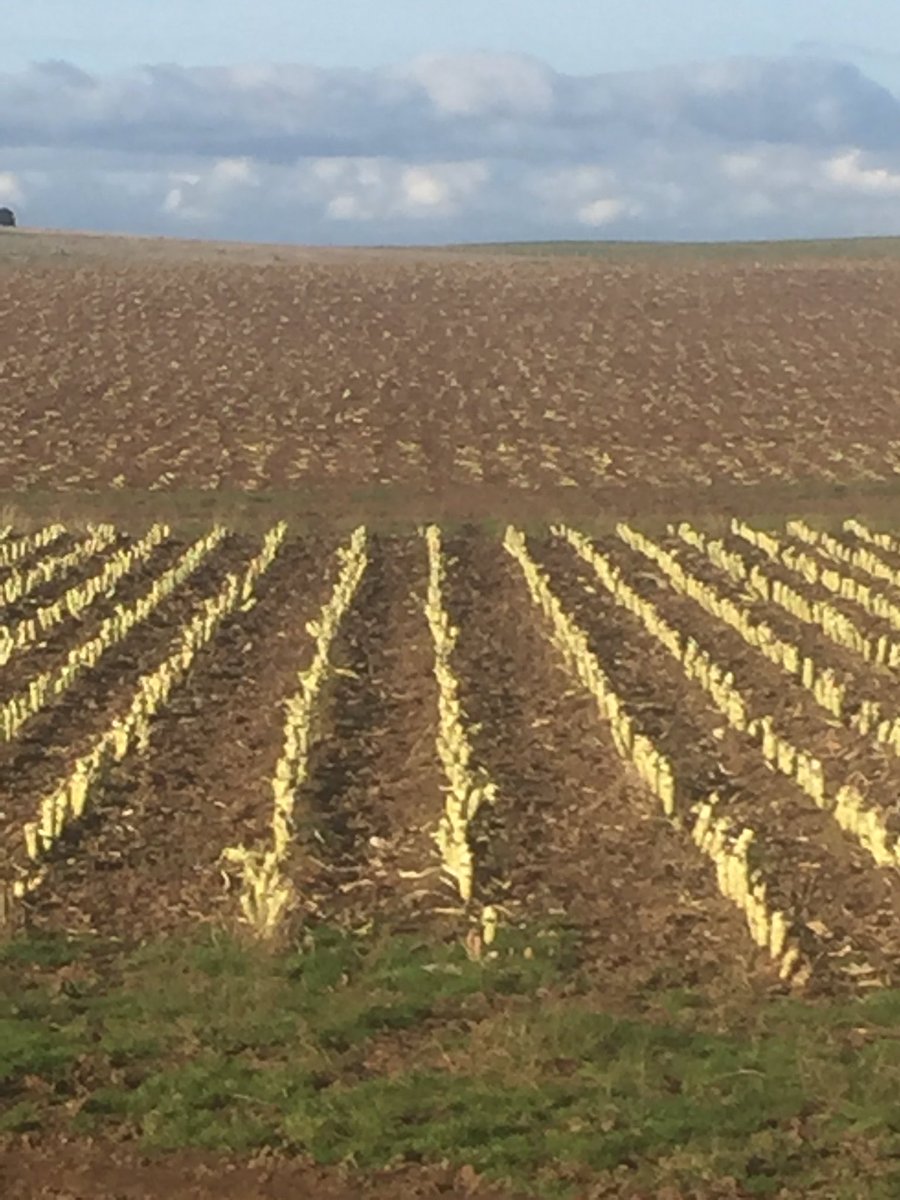 Broc disappearing with some help