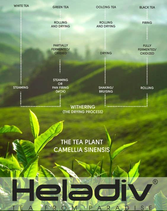 The main types of tea simplified…