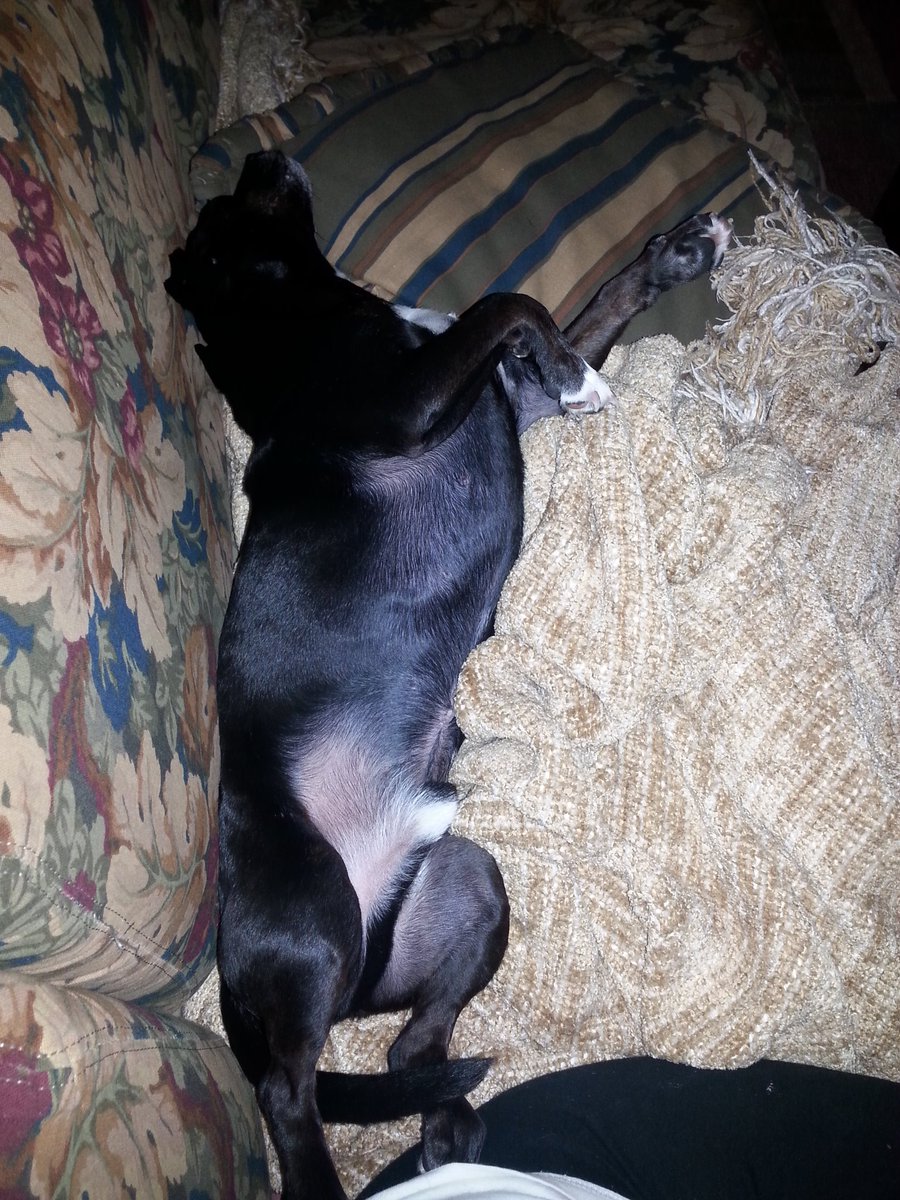 snowQN30's tweet photo. #spontaeouscombustion #sleepyallday #nightshiftpup https://t.co/RPmnldicRQ