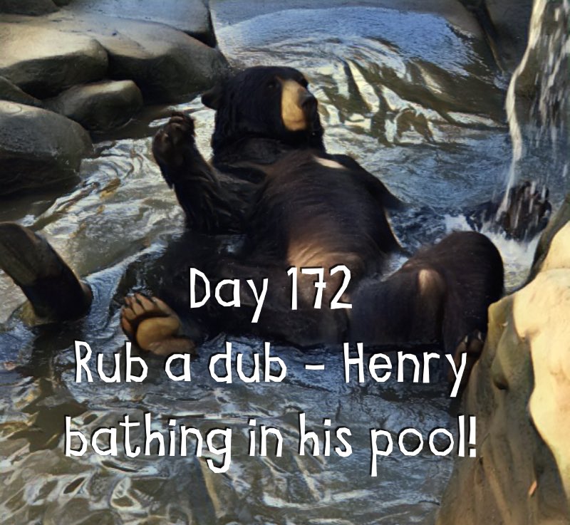 judybujold's tweet photo. #Day172 #PhotoOfTheDay Henry the #bear #bathing in his pool @FolsomZoo https://t.co/YOPov8l9mu