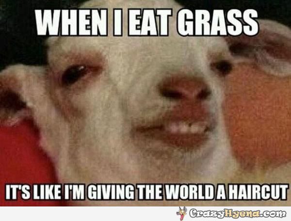 Green Goats tweet media