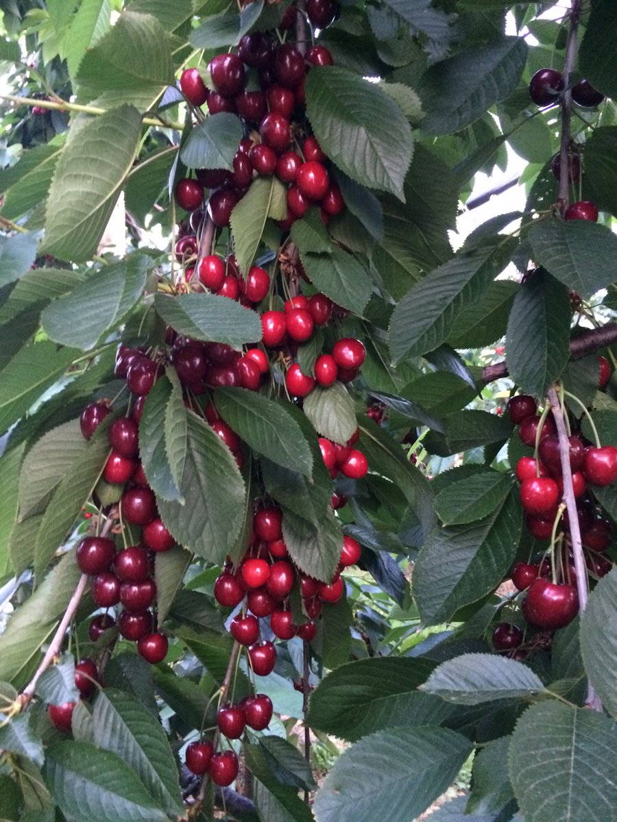 Een boom herkent men aan zijn vruchten. Zo vol...zo lekker....zo gezond......#kersen. En dat in het Groene Hart voor consument en groenteman