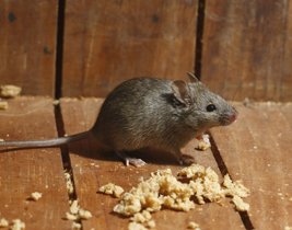 Pestokil1's tweet photo. For Mice Control and Removal contact us today. #pestcontrol #Miceremoval #Micecontrol
https://t.co/StE7KbdBWd https://t.co/NltqefQwJc
