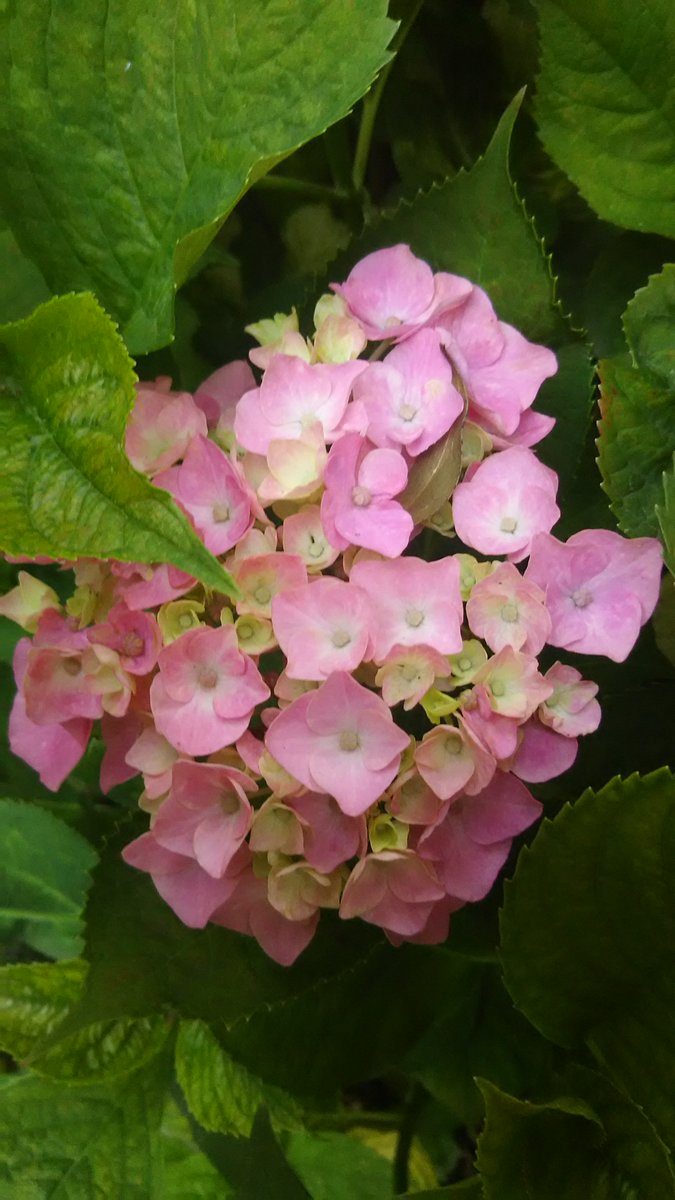 neko87871's tweet photo. ☁　　☁　　☁　　☁　　☁　　☁　　☁ 🌷🌹🌺🌻🌼💐

    心が溶けそになる優空

   自分の咲ける季節に
      懸命にひらく花が
           とても愛しい https://t.co/4MOBwD2MgE