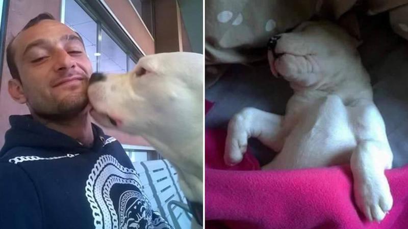 ChangeItalia's tweet photo. #SaveIceberg 🖌️appello urgente per la cagnolina dogo di Giuseppe che rischia di essere soppressa in Danimarca https://t.co/eP422DCL3D https://t.co/M4hNdA93S5