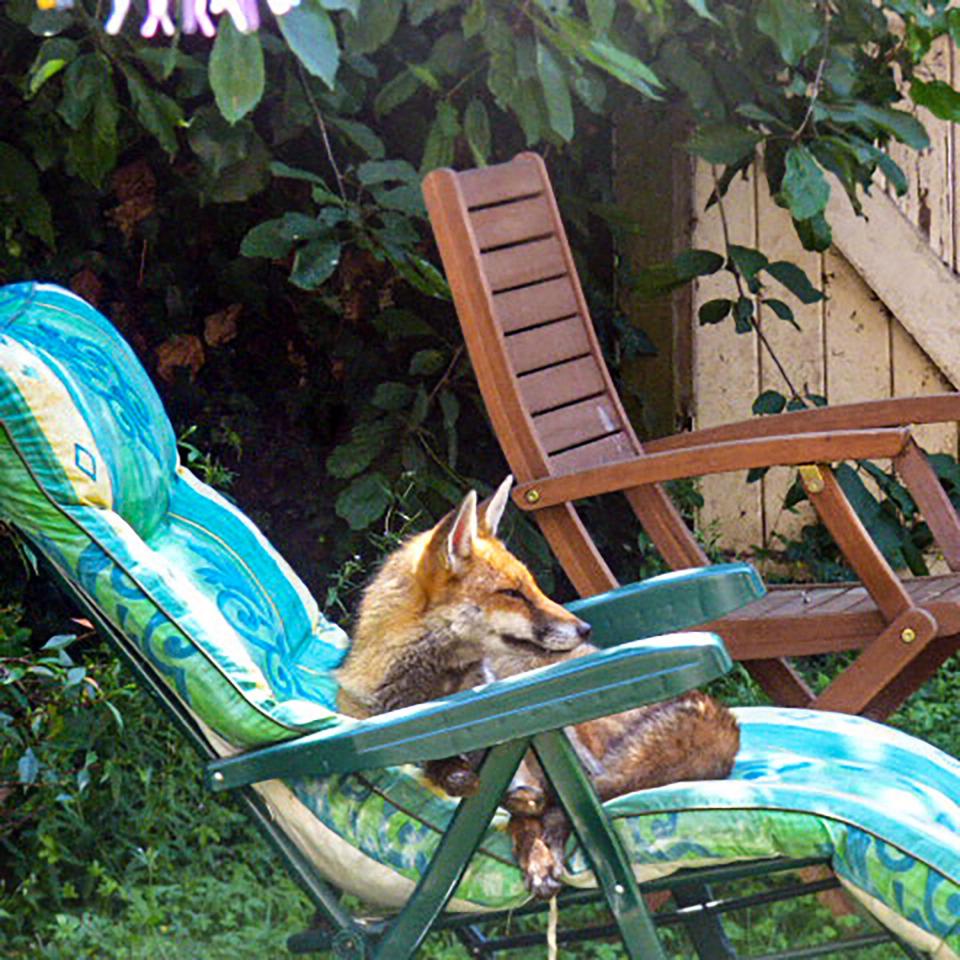 A sunbathing fox from Day 20 of #30DaysWild - by <a href="/VetoPlastic/">Krabby</a>