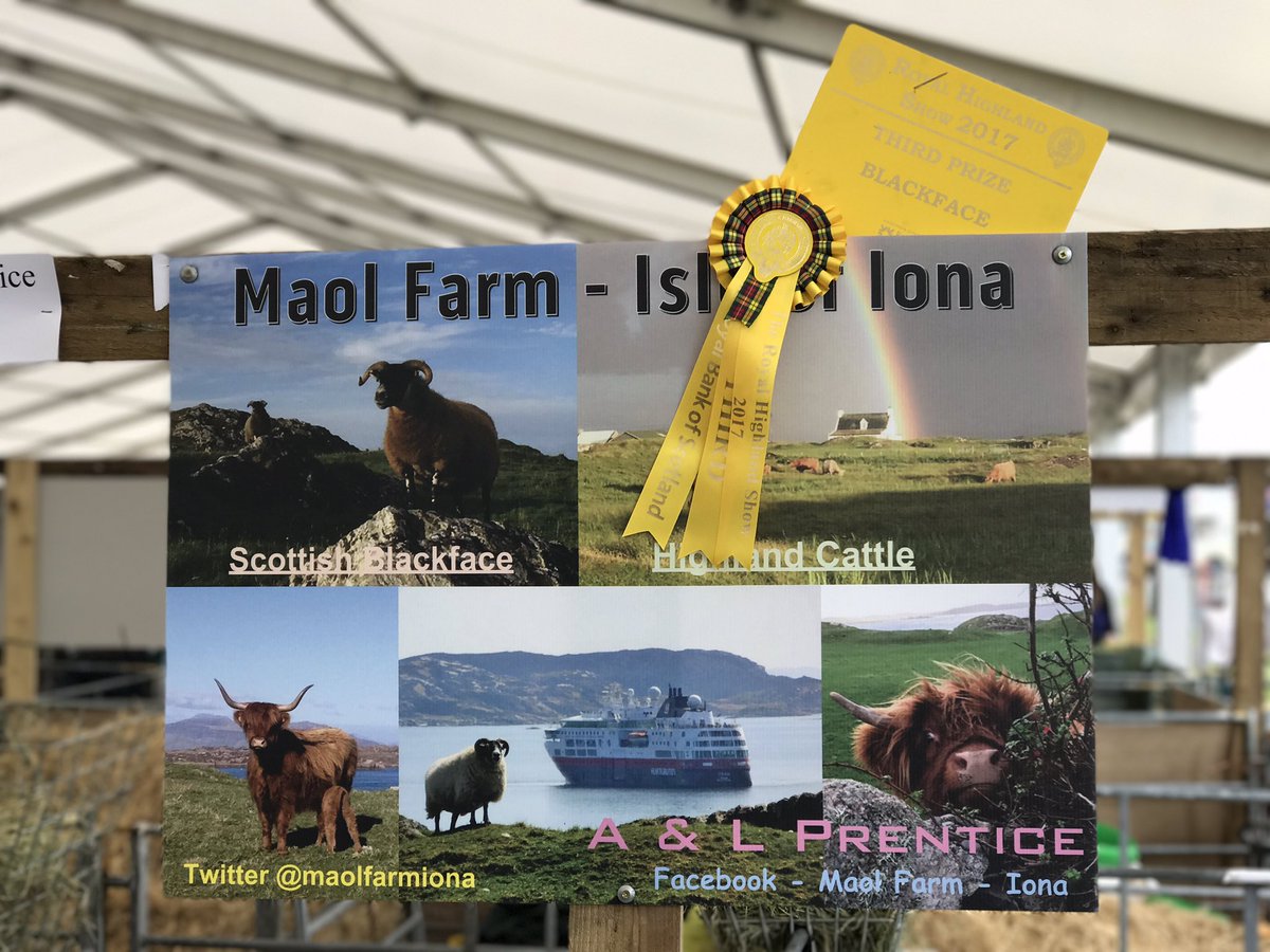 lorna_prentice's tweet image. A wee 3rd prize today with tup lamb @Maolfarmiona #rhs2017 #scottishblackfacesheep #tuplamb #thirdplace