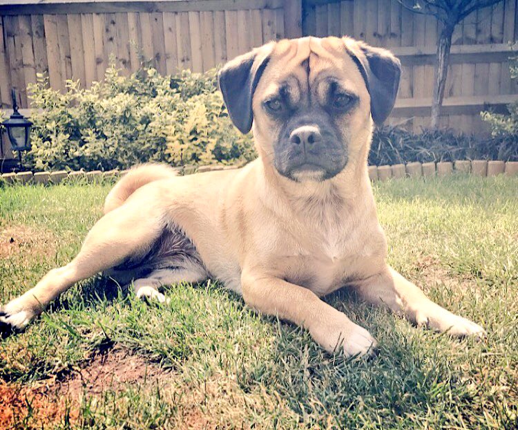 L_A_Wonderland's tweet photo. @PetsatHome #VIPJul2017 Riley enjoying the sunshine! https://t.co/IzYg4YYOCJ