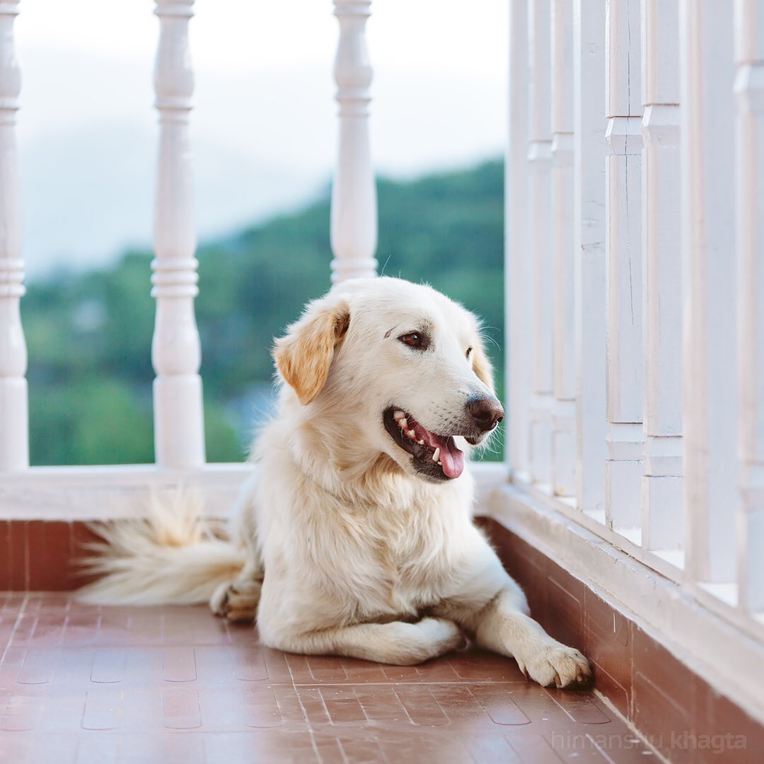 khagta's tweet photo. This is Breezer - A mountain dog from Shimla. #himalayandogs https://t.co/sKEVjdyaIB
