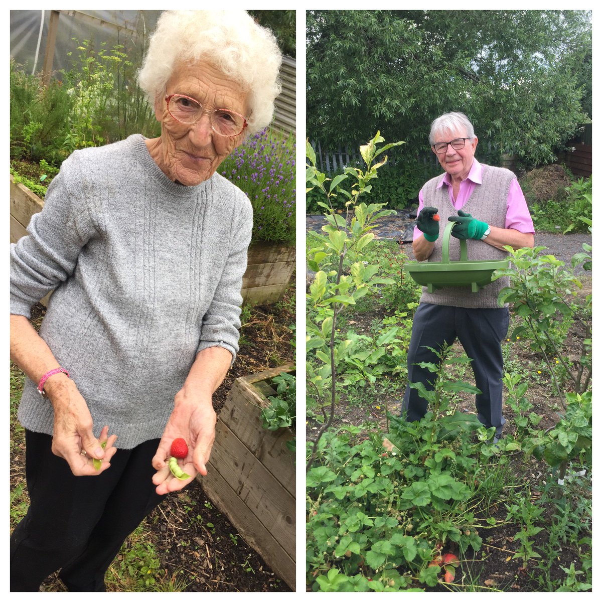 Picking fresh strawberries and peas today on our allotment! Everything tastes much better when you've grown it yourself! :) @GWKNE