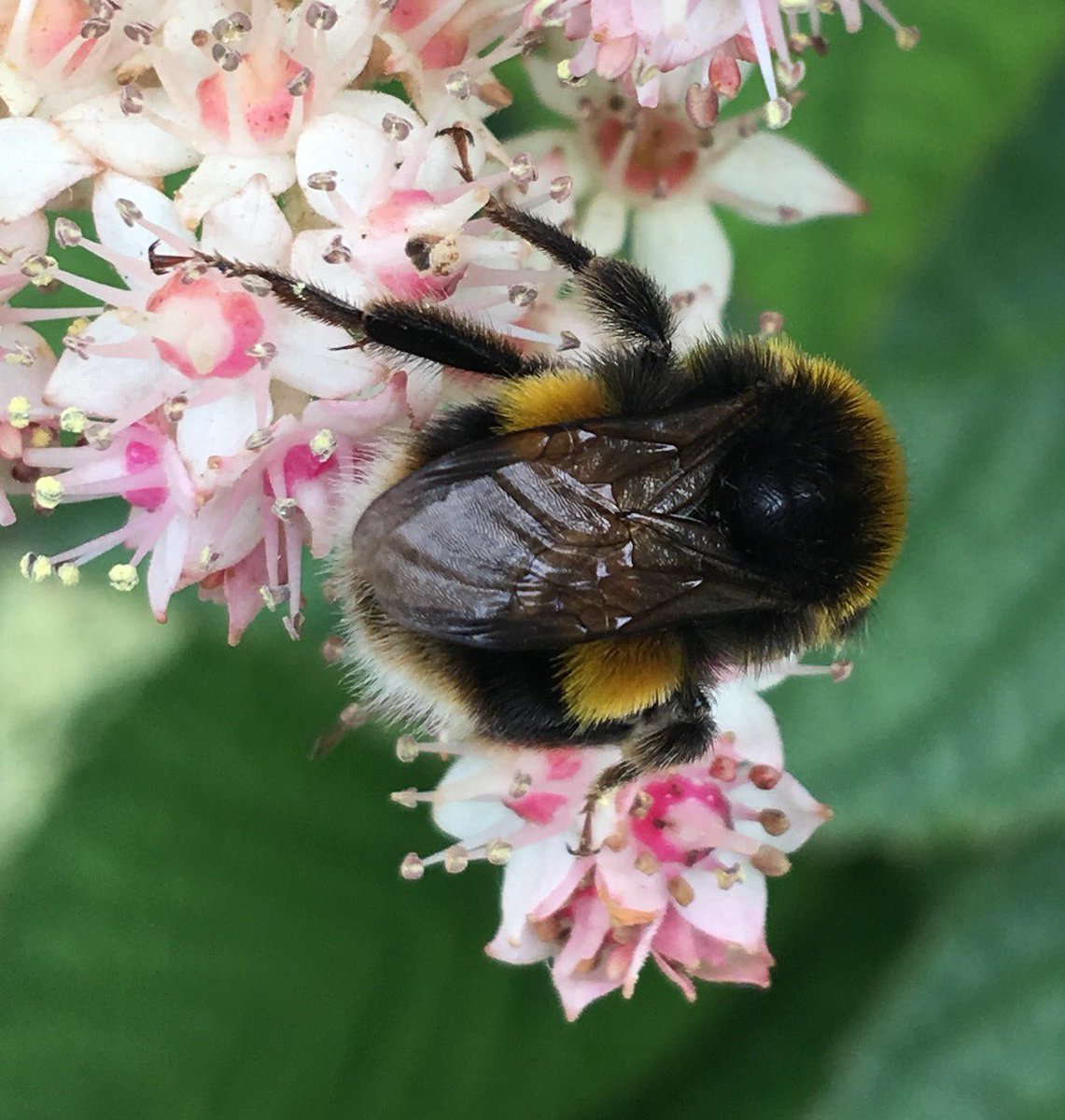 janelouise0911's tweet photo. Another day, another bee π #bees #bumblebee #buzzing #flowers #pollengathering #prettybees #SaveTheBees https://t.co/97TsvSd9kq