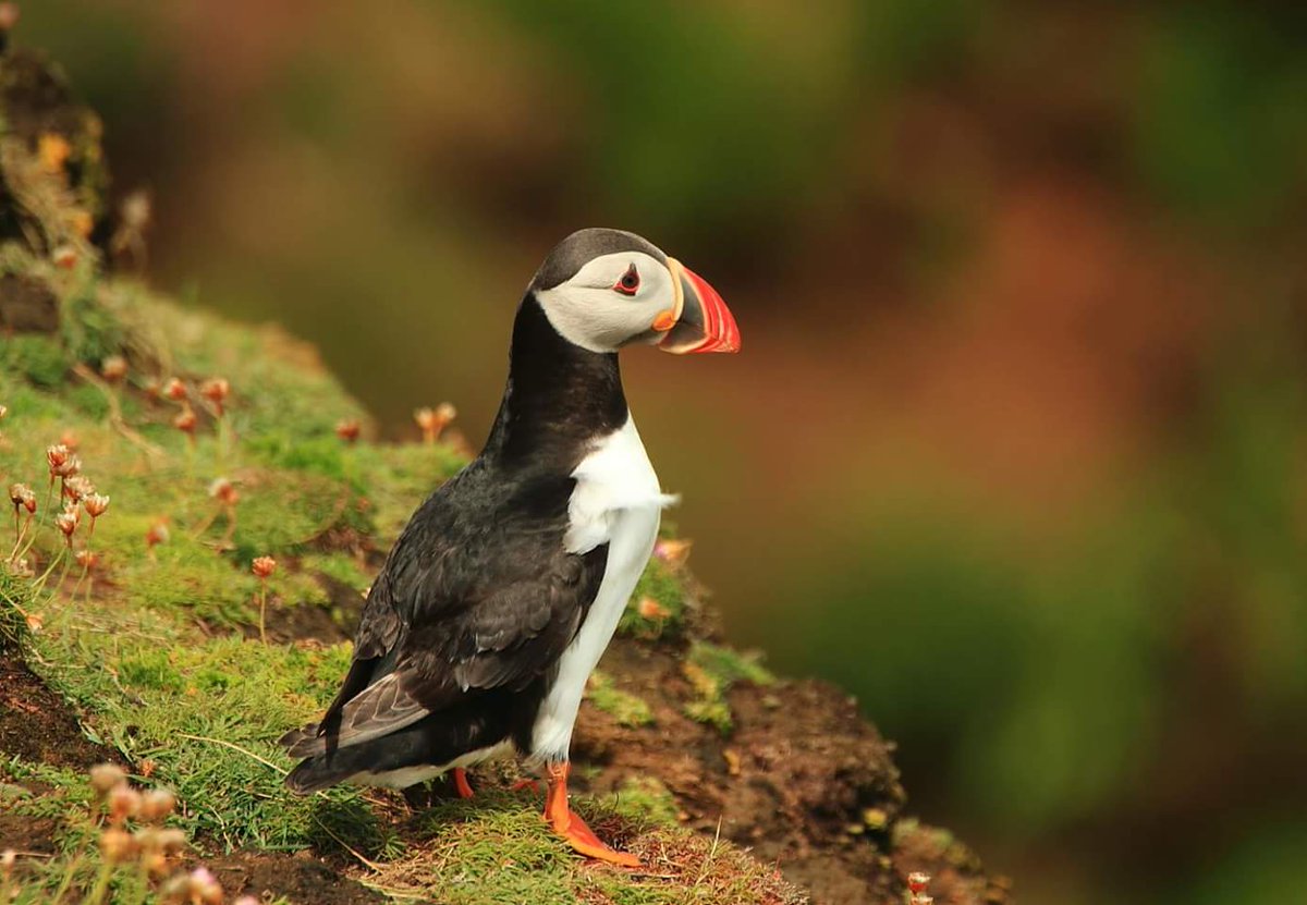 fan_jaf's tweet photo. Puffin taken during our Saltee island trip https://t.co/Mum4dhVr0b