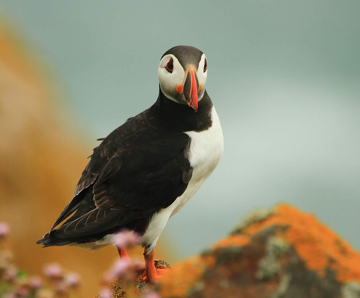 fan_jaf's tweet photo. Puffin @ Saltee island https://t.co/324YXQDwHR