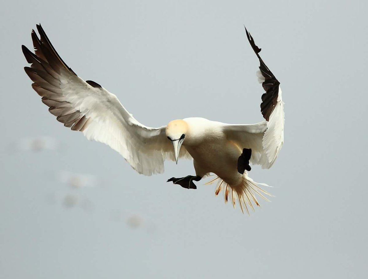 fan_jaf's tweet photo. Gannet https://t.co/nxQc0zQbd9