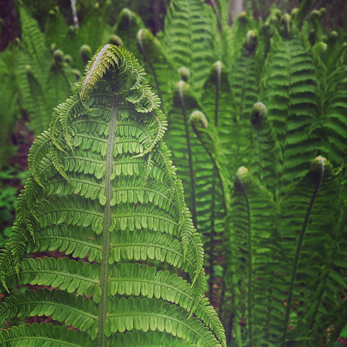 Lai lustīgi Līgo svētki! #Līgo