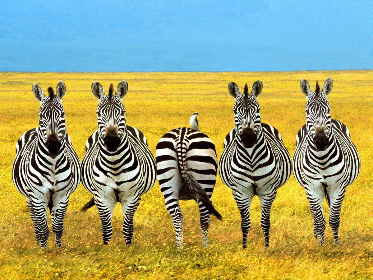 World Wildlife Day tweet media