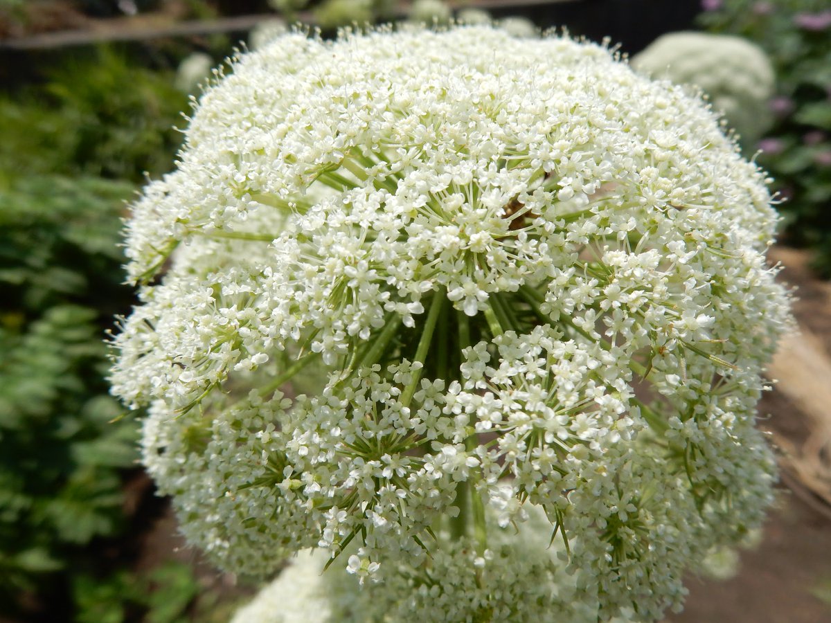 Bannin Tokino 野菜の花 人参の花 Bannin Tokino 野菜の花 人参の花