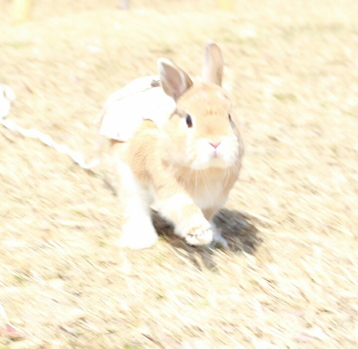 D0Y0UNGBUNNY's tweet photo. 🐇💨💨💨 https://t.co/YoddRiPP46