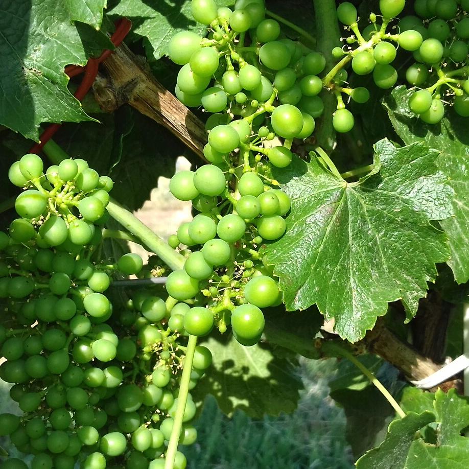 pdmojmirovce's tweet photo. #mojmirovce #vineyard #summer https://t.co/rlNwzFjLlK
