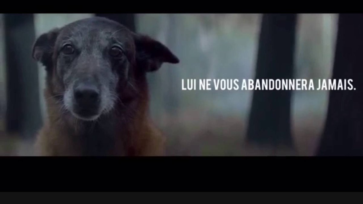 CheckindogFr's tweet photo. #YenAMarre des gens qui abandonnent leurs animaux ! Rien ne peut justifier un tel acte. #NONALABANDON https://t.co/wD04qLEAeH