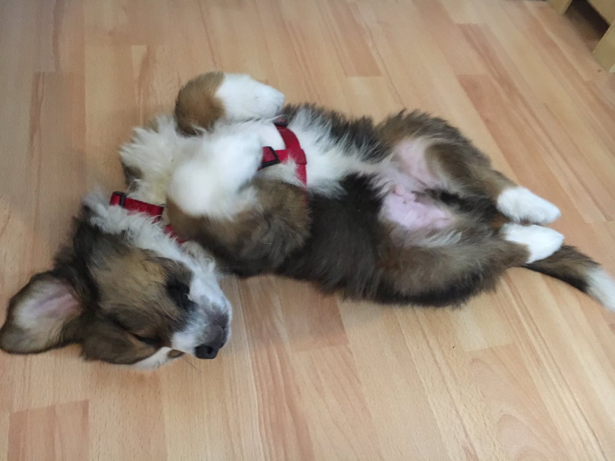 Pfotenpfoto's tweet photo. Toffee #bernermix #bernhardinermix #bernersennenhund #bernhardiner #pfotenpfoto #welpe #puppy #hunde #hundeliebe https://t.co/IGiidTjLJT