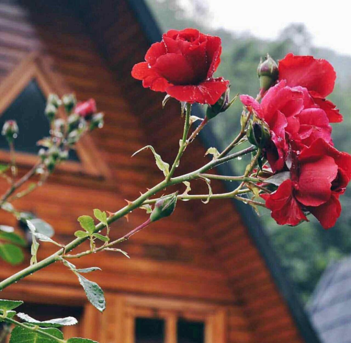 إختر الذي يتحمّل مناخك السيّئ وطقسك المُزعج ، والذي يفهم أن عصبيّتك ليست بـ طبع ، وحُزنك ليس بـ نكد وعتابك ليس إفتعالاً للمشاكل .