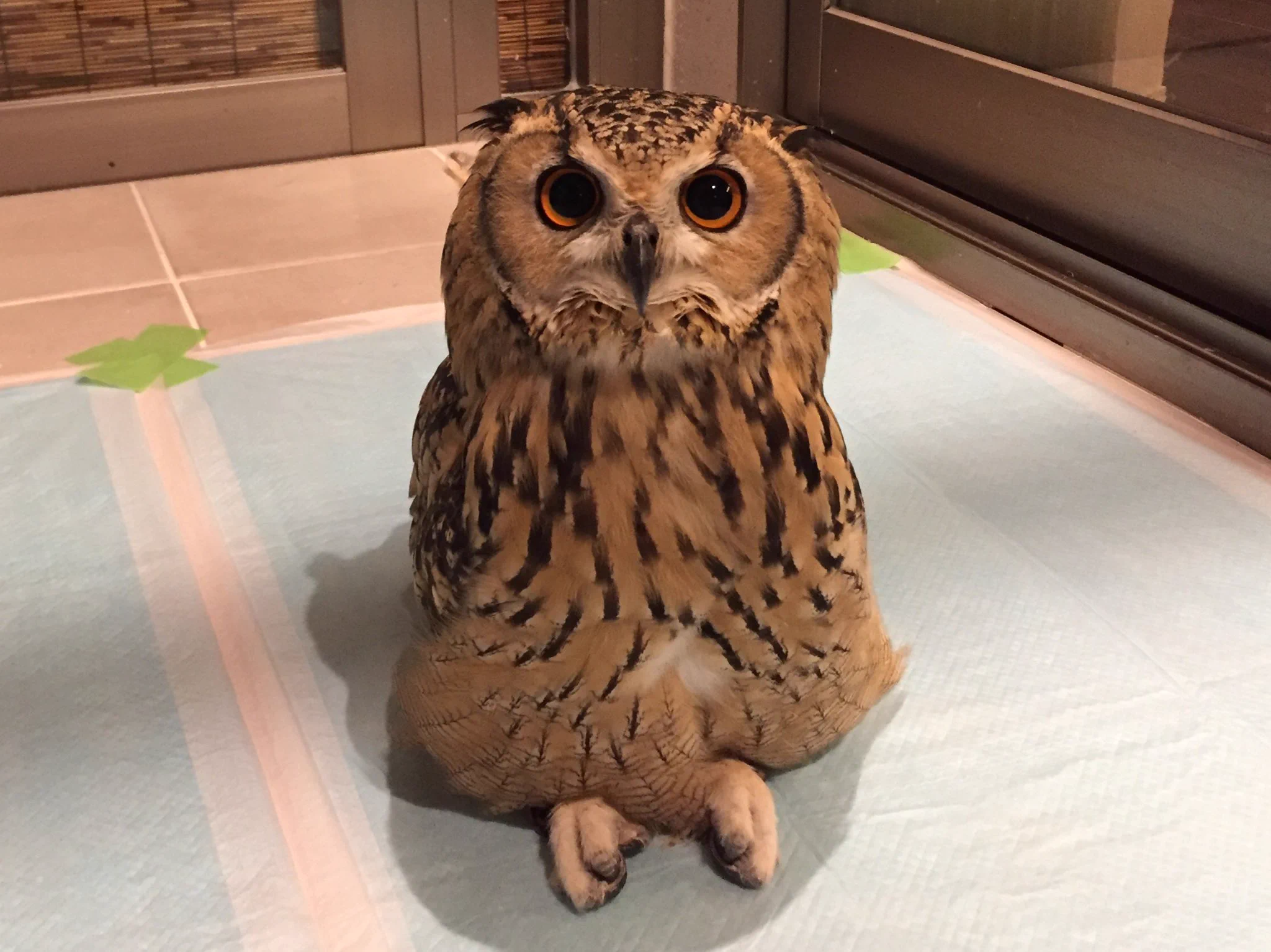 フクロウがこんな姿に？ww人間のようにあぐらをかいて座るフクロウに釘付けww