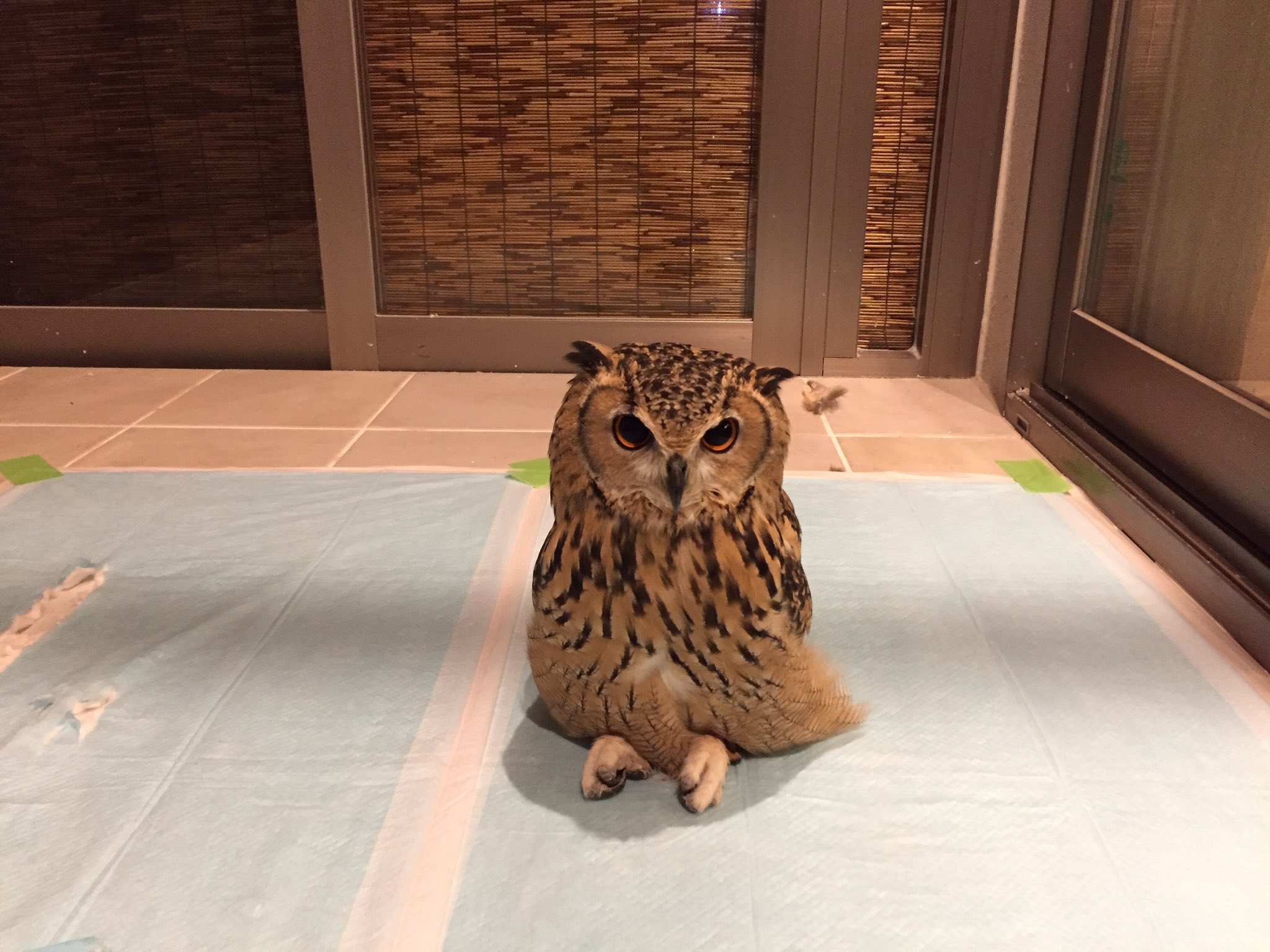 フクロウがこんな姿に 人間のようにあぐらをかいて座るフクロウに釘付け 話題の画像プラス フクロウがこんな姿に 人間のようにあぐらをかいて座るフクロウに釘付け 話題の画像プラス