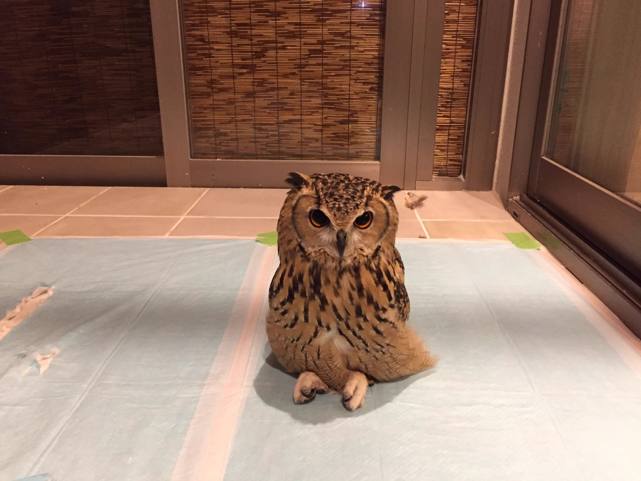 フクロウがこんな姿に？ww人間のようにあぐらをかいて座るフクロウに釘付けww