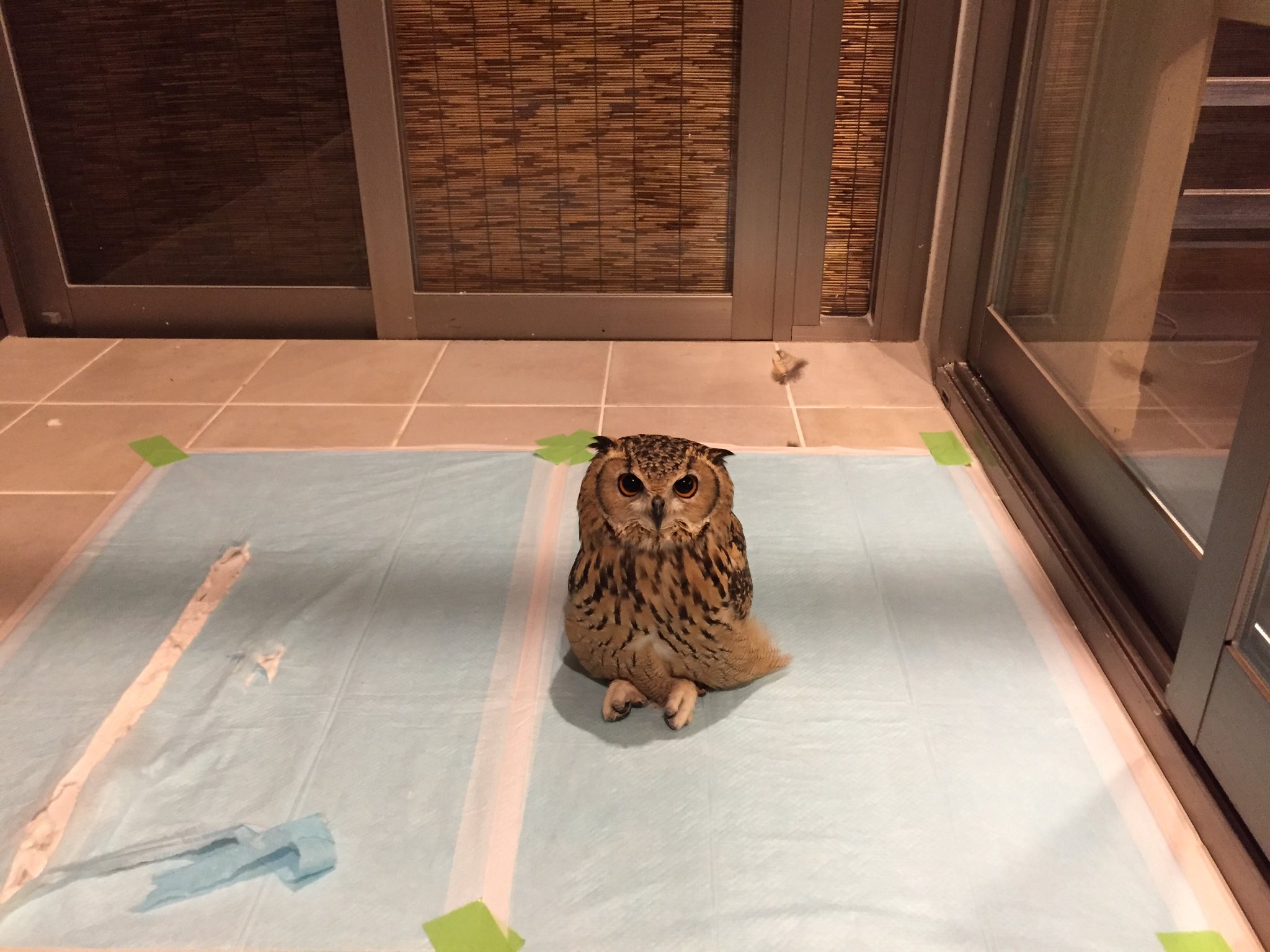 フクロウがこんな姿に 人間のようにあぐらをかいて座るフクロウに釘付け 話題の画像プラス フクロウがこんな姿に 人間のようにあぐらをかいて座るフクロウに釘付け 話題の画像プラス