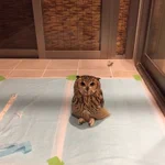 フクロウがこんな姿に？w人間のようにあぐらをかいて座るフクロウに釘付けw