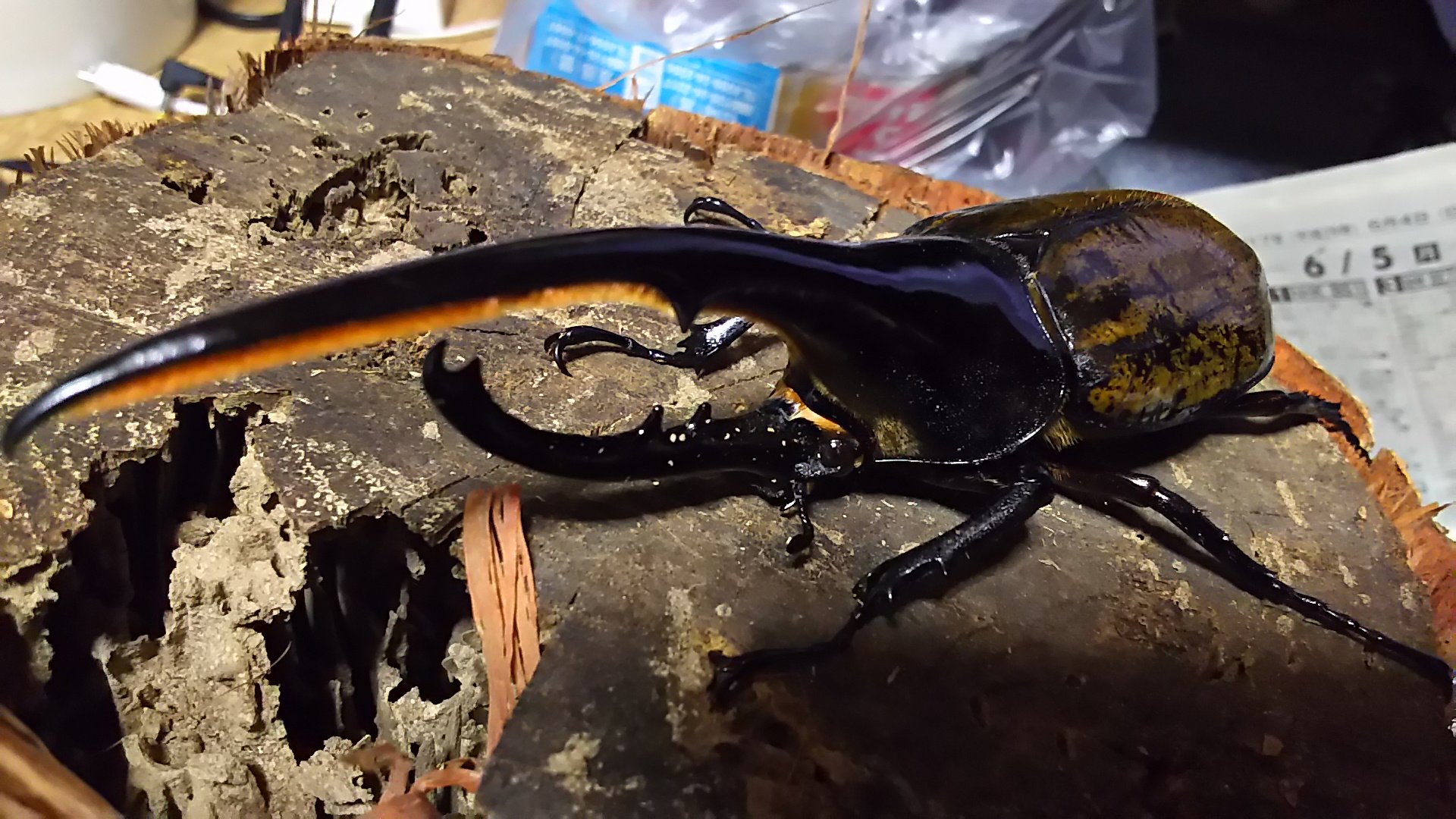 ぶちょー 8 コーカサスオオカブト アジア最大にしてヘラクレスと並ぶ世界最強クラスのカブトムシ カブト一凶暴と言われる 3本のツノは1度挟むと籠のようになり抜け出せず これほど戦いに向いたツノを持つ者はいない とまで言われる ムシキングでは新