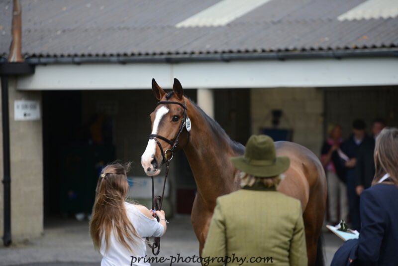 HelenBates96's tweet photo. Love all my photos from @Tatts2018 #Tatts2017 huge thankyou to Prime Photography for the amazing memories! #goodboys https://t.co/xmkWy8DJLn