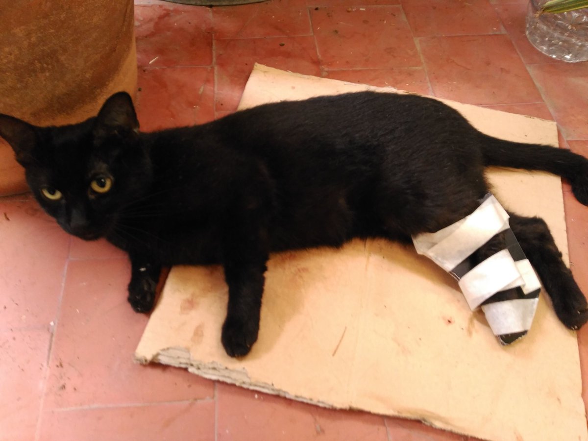 Colonia_Procats's tweet photo. CPA LA FORTUNA
Gata con pata rota, no se le ha dado calmante ni operado en 2 días q lleva @NoReglamentoCAM @ccifuentes @ManuelaCarmena https://t.co/r7FndTleQd