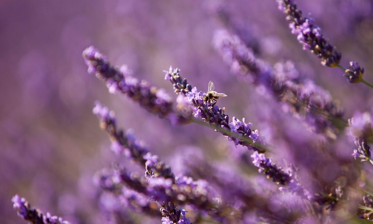 #Tories aim to block the full EU ban on #honeybee-harming pesticides. goo.gl/Cm3Cx3 Be a real environmentalist beekeeper 🐝