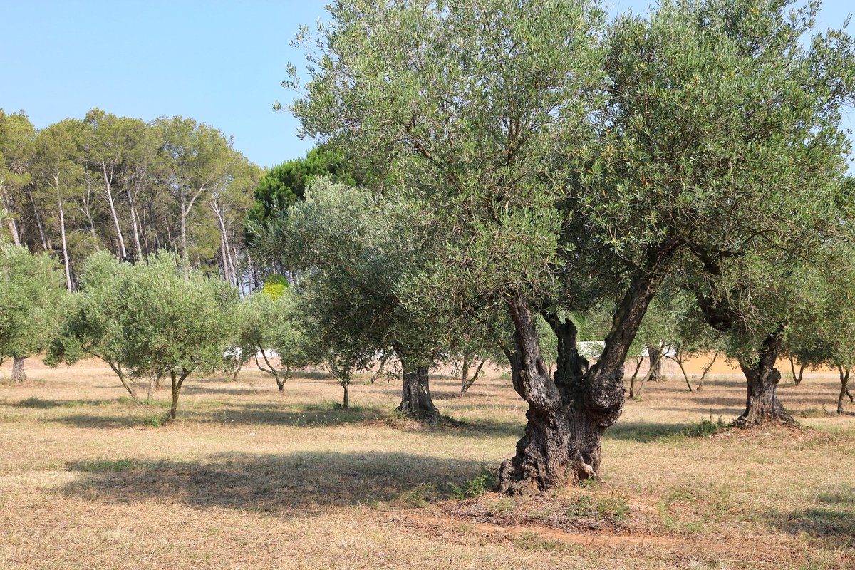 em_luxton's tweet photo. After 4 days exploring #Catalunya with @OleaSoulTravel, I feel like a true olive oil expert! @Oli_Serraferran in Ventalló #BloggerxCatalunya https://t.co/jaBwl7OLMw