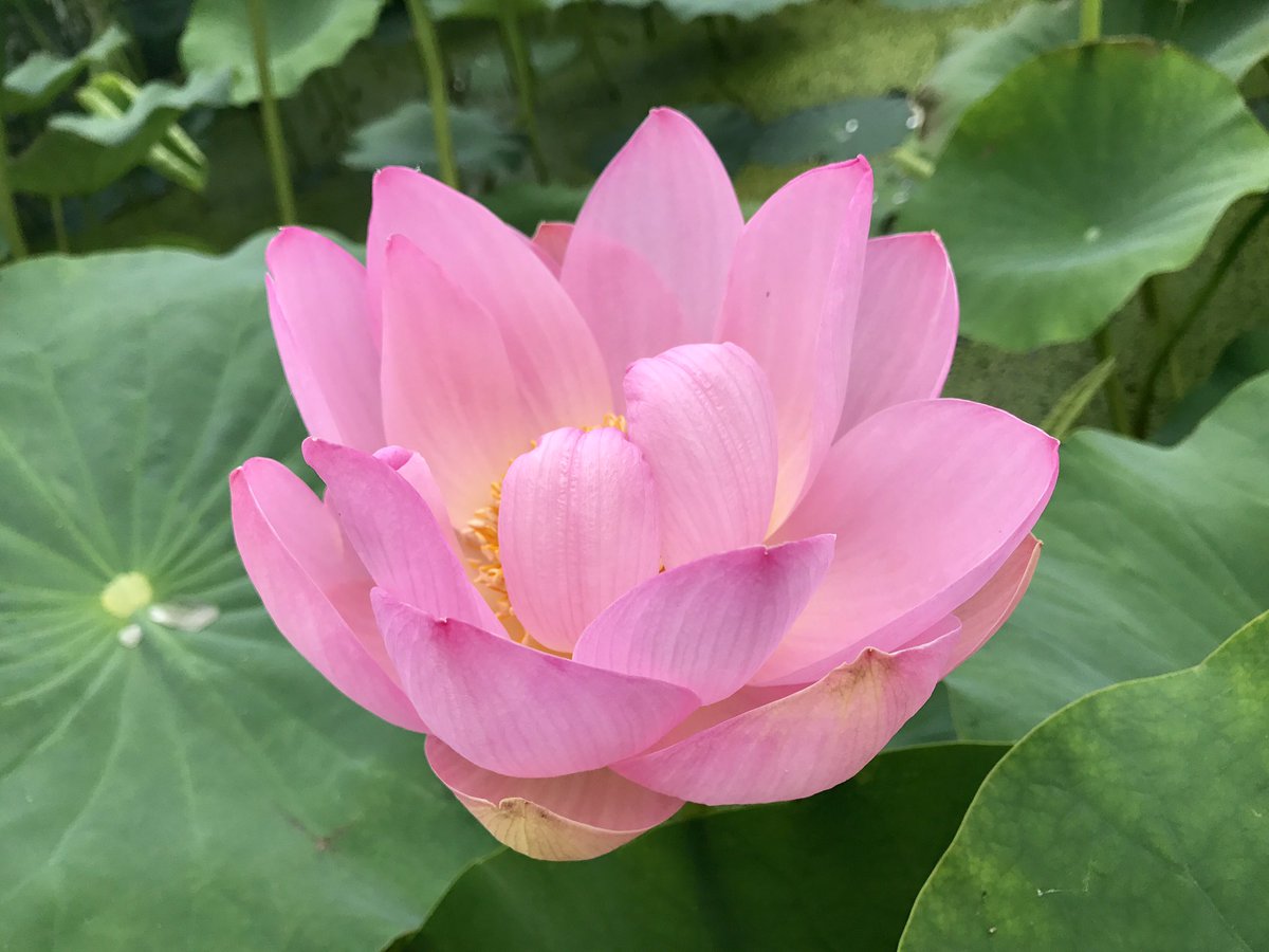 徳島で遊ぶ 徳島県鳴門市大麻町 から 大津町 各所 れんこん畑 に 蓮根 レンコンの花 蓮の花 を見に行ってきました なかなか良い感じに レンコン畑 で ハスの花 れんこん の花 が咲き始めていました 蓮の花 は 午前中 可能であれば 朝から見に行く